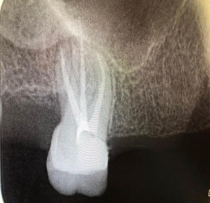 orthodontist abu dhabi